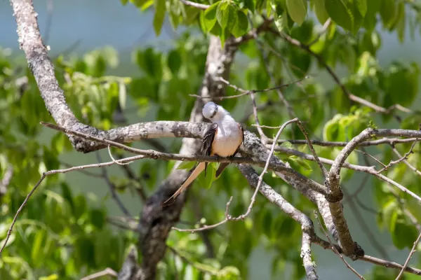 Scissor-tailed flycatcher cocking its head
