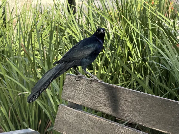 Great-tailed Grackle