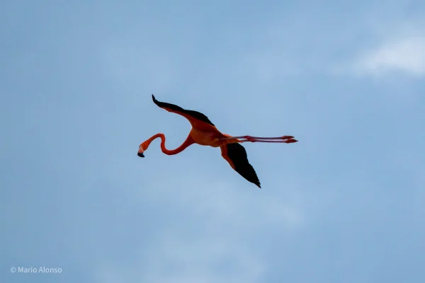 American Flamingo in flight