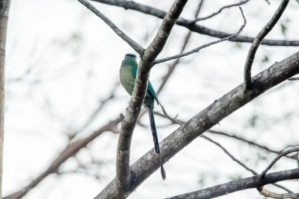 Lesson's Motmot in Forest Interior