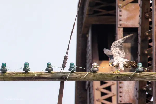 Peregrine Falcon Landing on Rail Bridge, Hamilton, Ohio