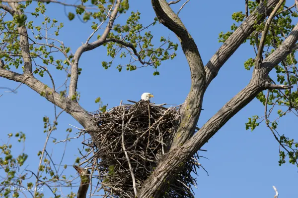 Bald Eagle on Nest, Magee Marsh, Ohio