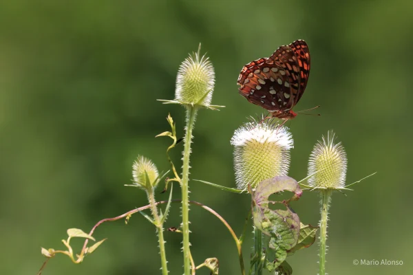 Great Spangled Fritillary on Teasel, Otto Armleder Park