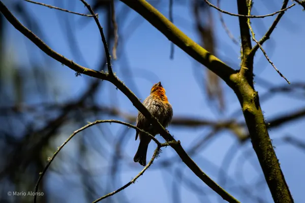 An orange House Finch? Yes