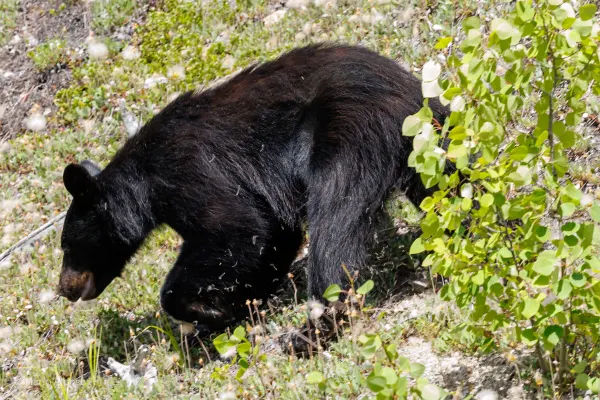 Black Bear in the Berry Season