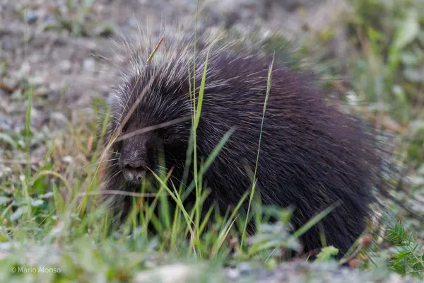 First Porcupine