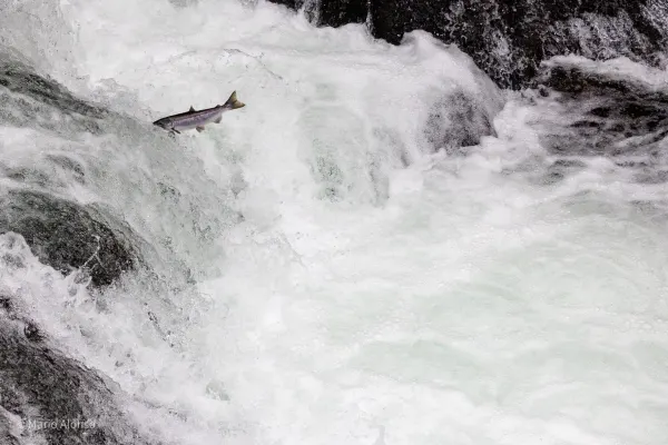 Russian River Falls, Kenai Peninsula, Alaska