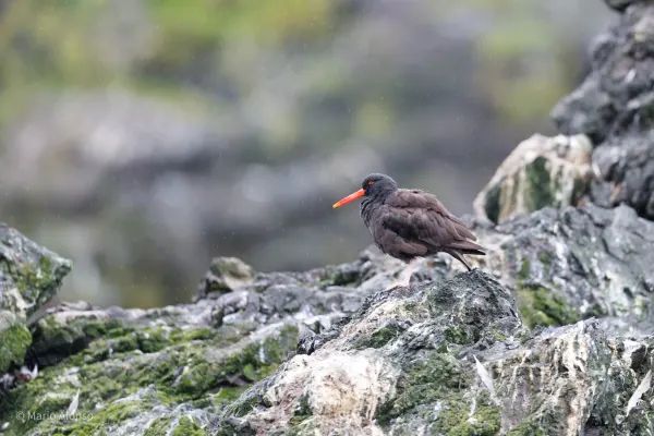 Red Bill in the Rain