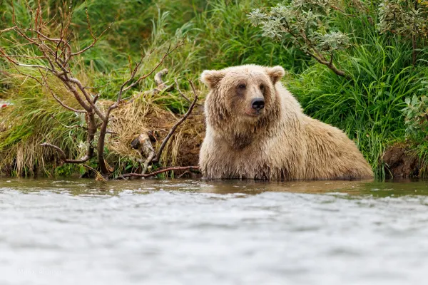 The Best Seat on the River