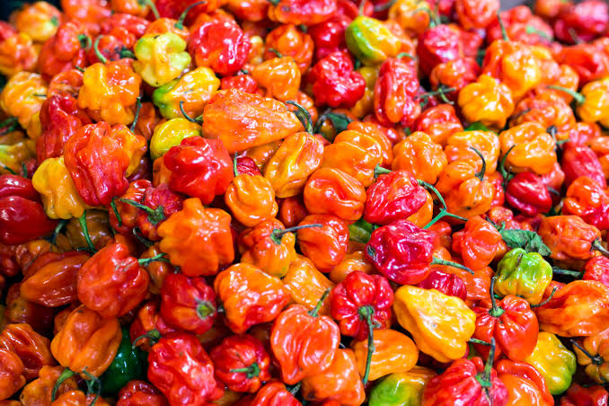 Fresh Pepper per Kilo