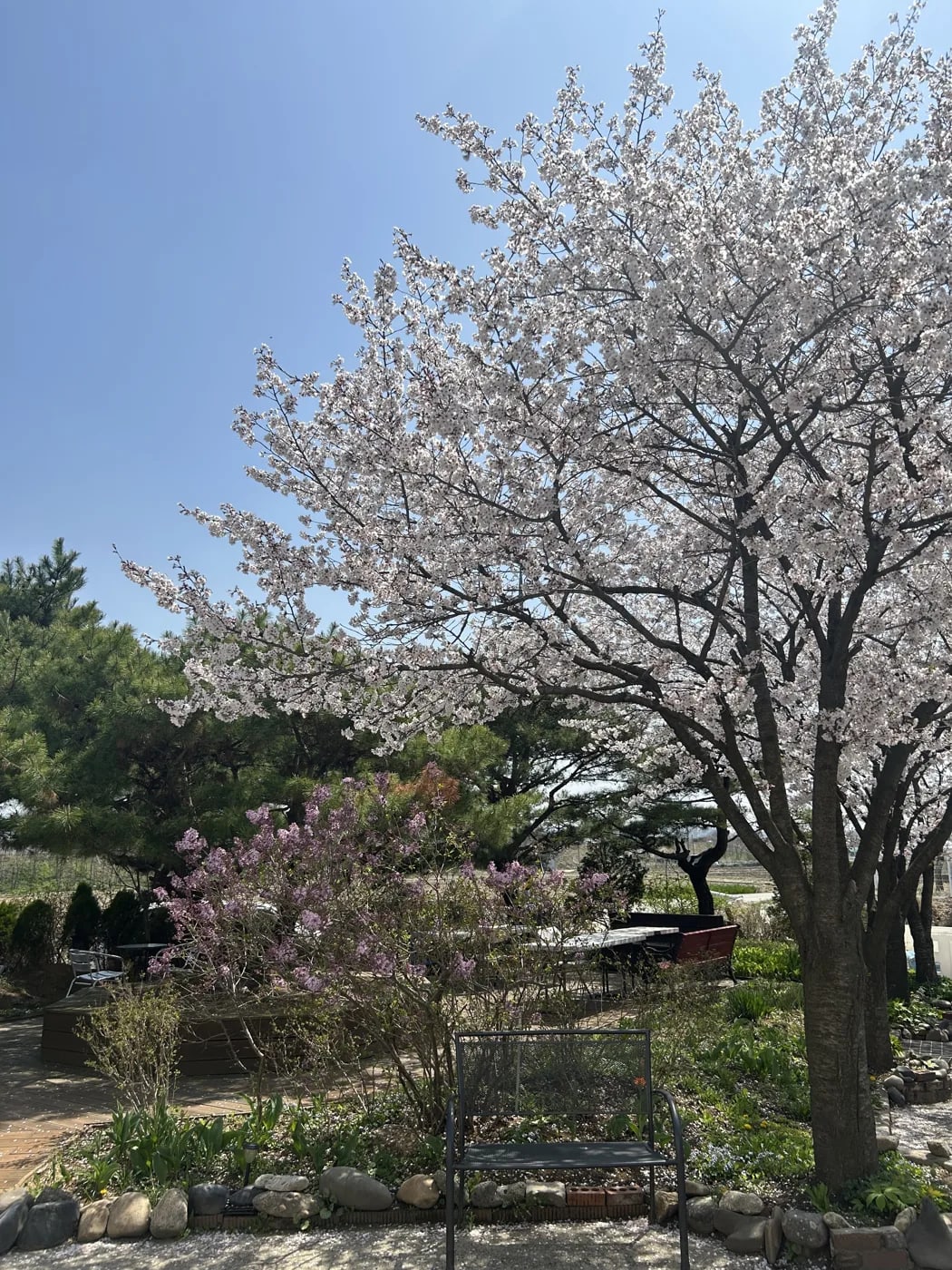 봄 — 벚꽃 산책로, 헤이리너싱홈