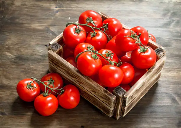 Fresh Tomatoes