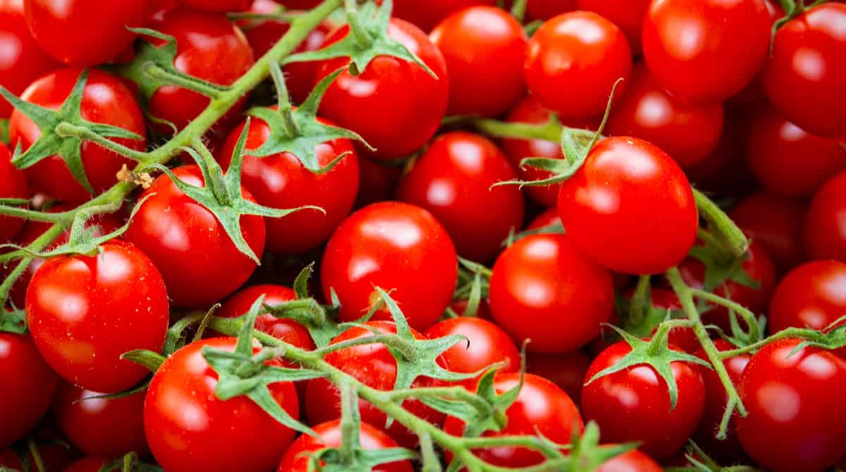 Cherry Tomato
