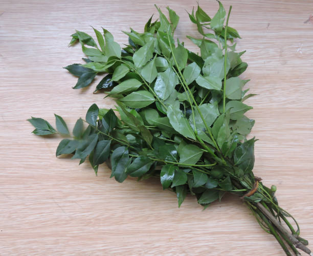 Fresh Curry Leaves