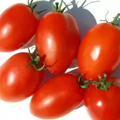 Tomato Hybrid