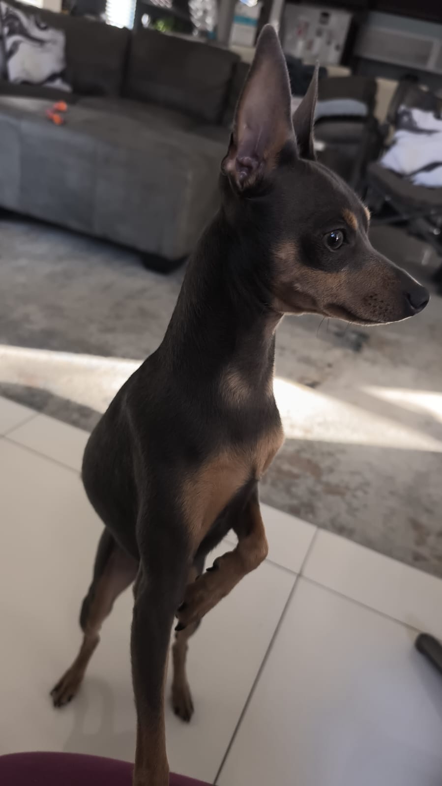Odin during sitting