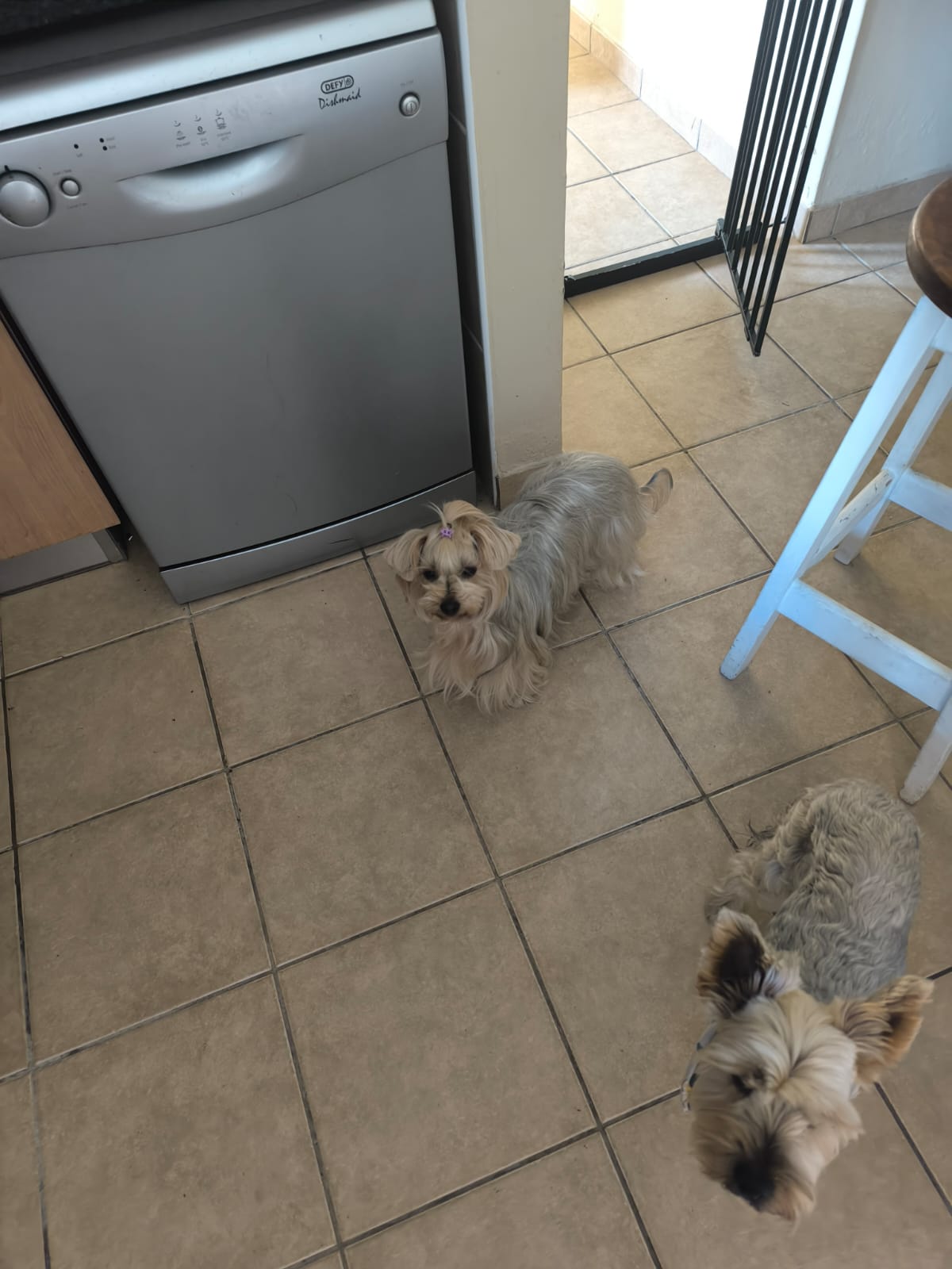 Pet during sitting