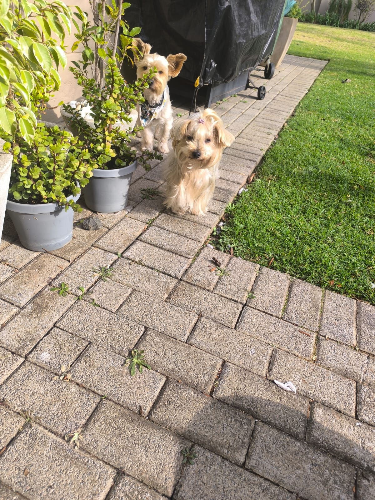Pet during sitting
