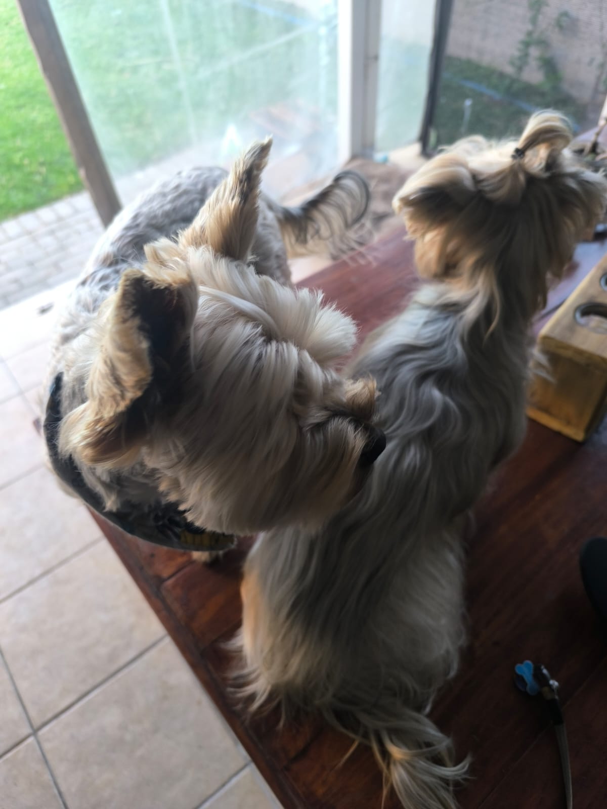 Pet during sitting