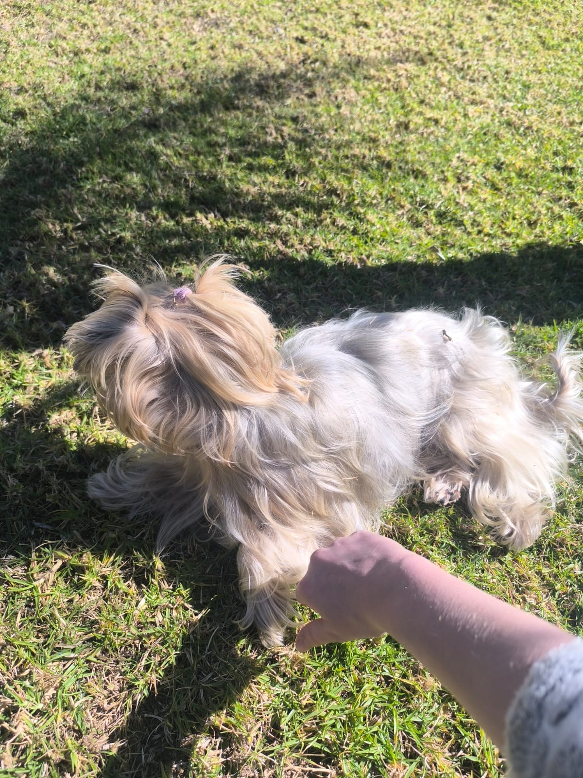 Pet during sitting