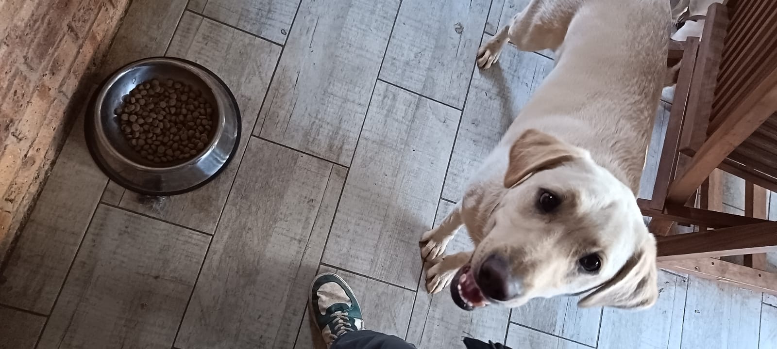 Pet during sitting