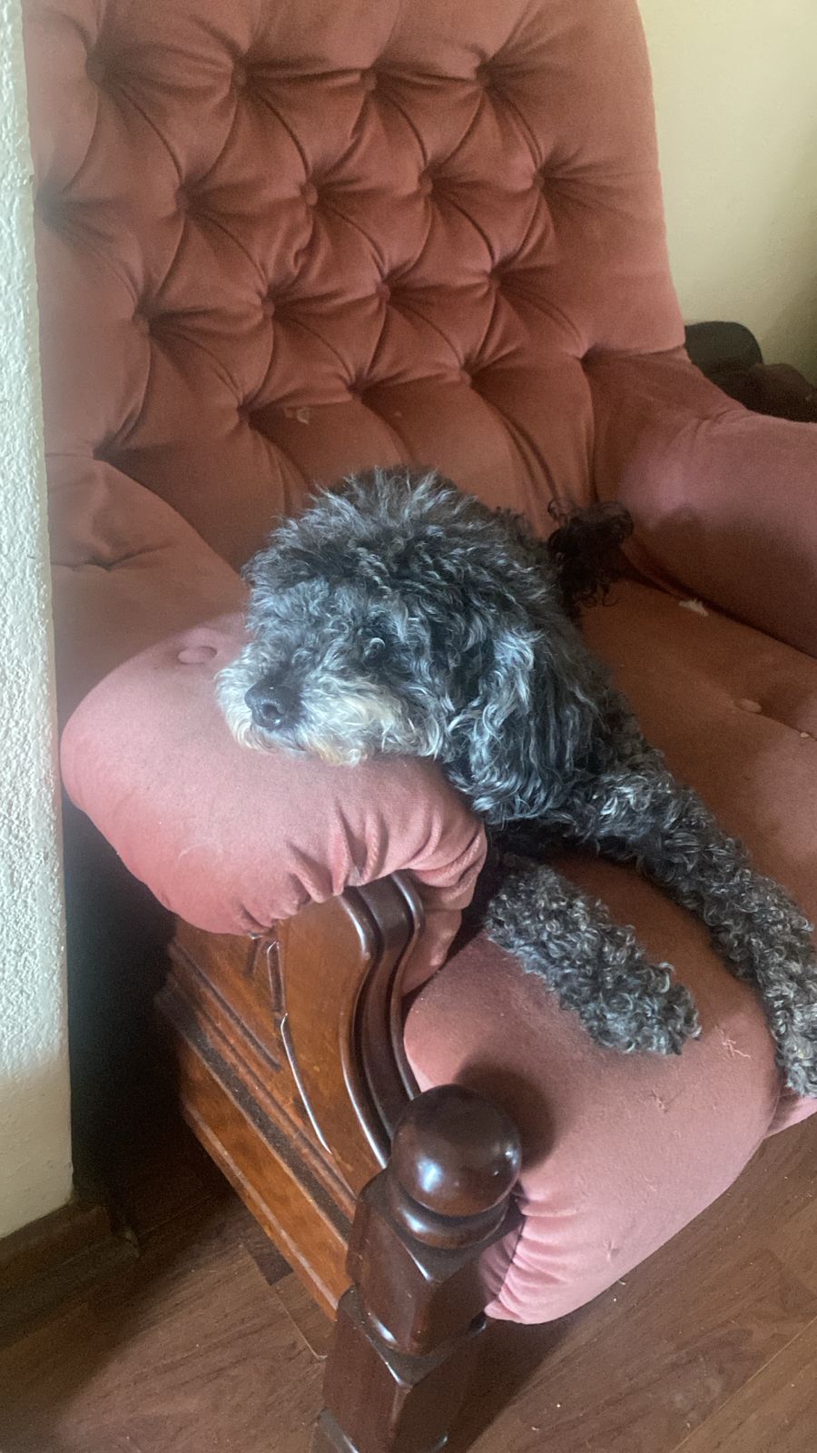 Pet during sitting