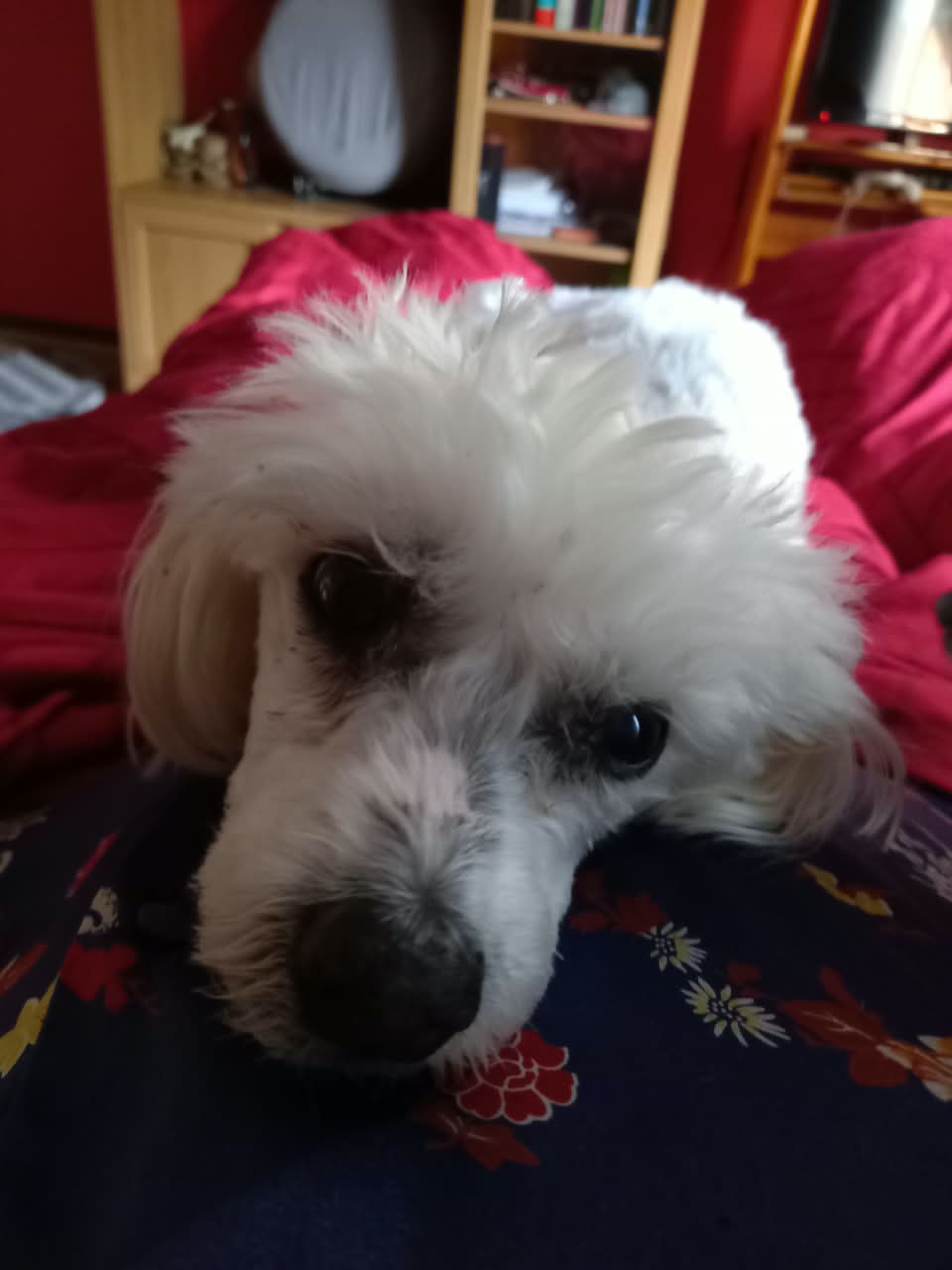 Happy Pet
