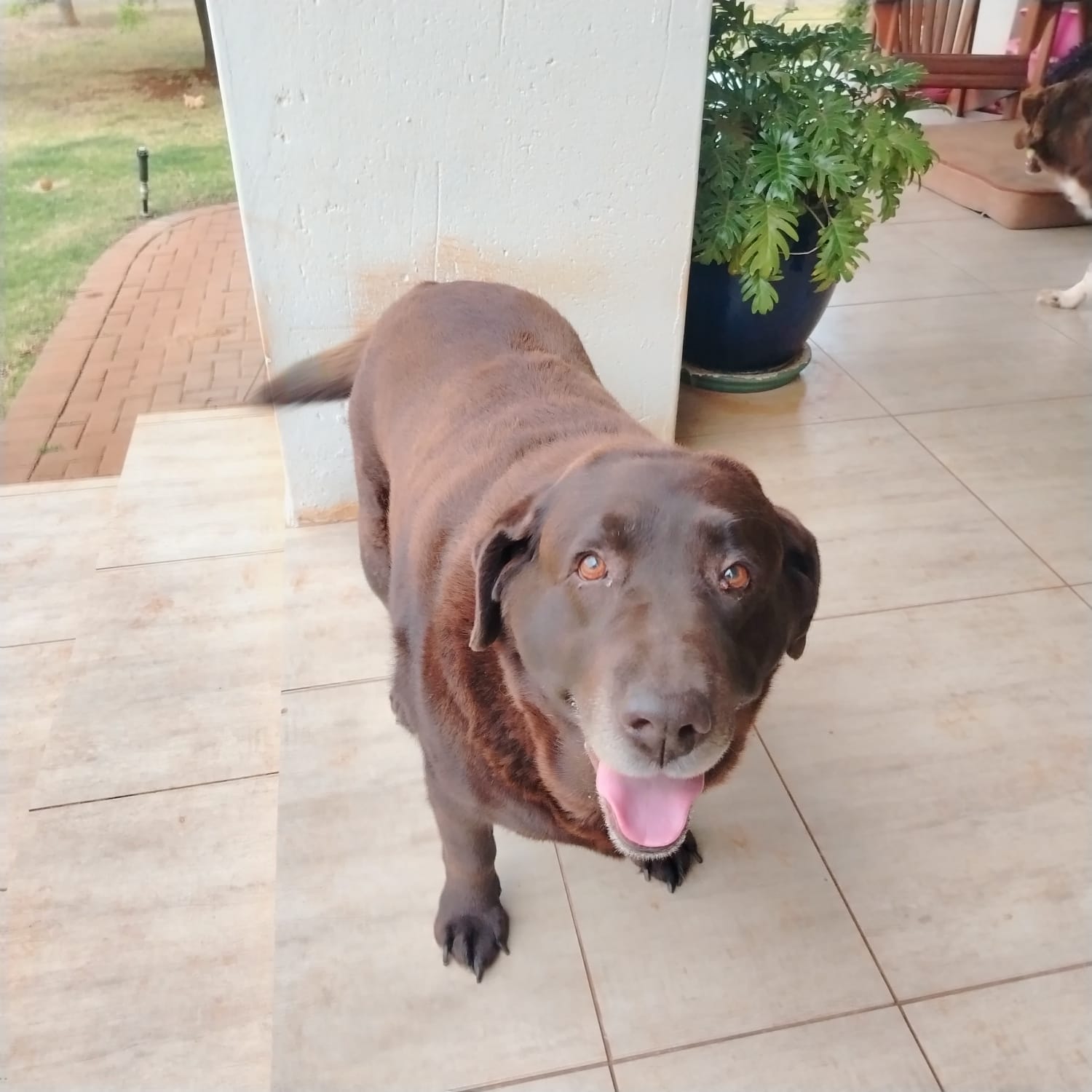 Happy Pet