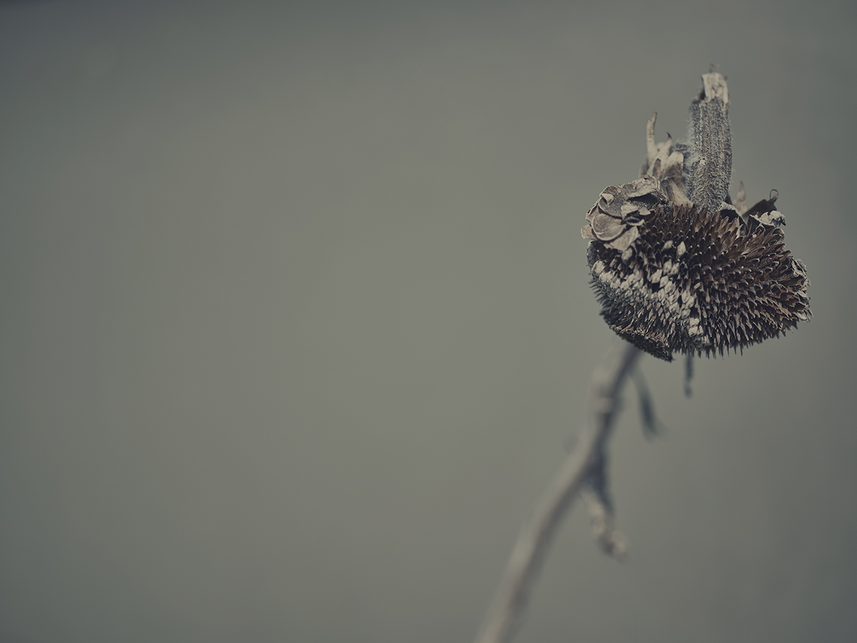 First slide, photo of Sunflower