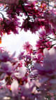 Floral olfactory family