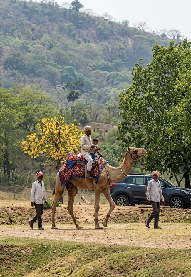 Camel Riding
