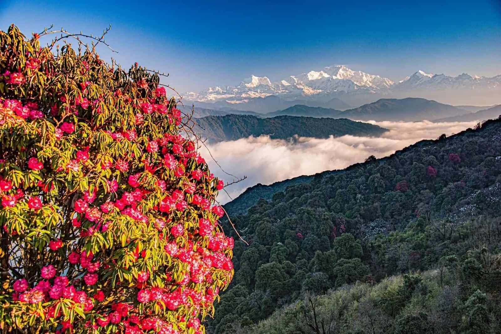 Rhododendron Treks