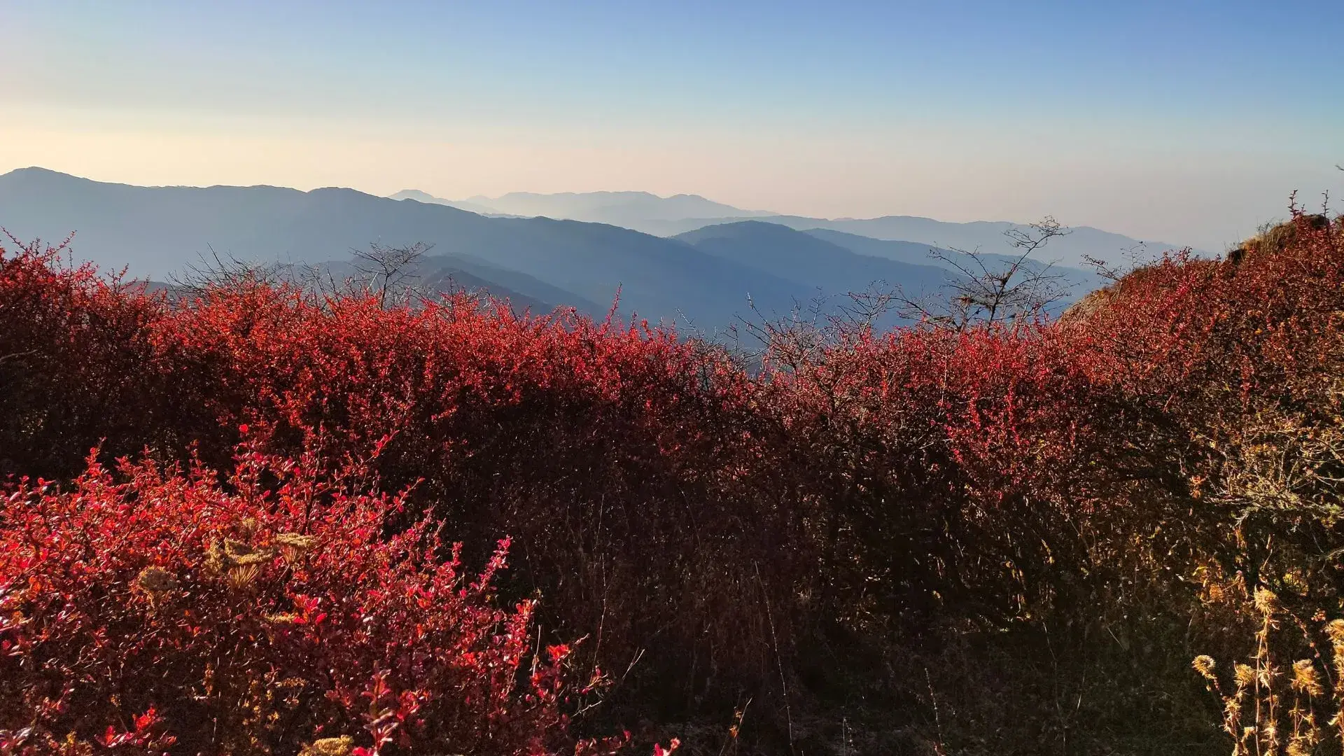 rhododendron treks india