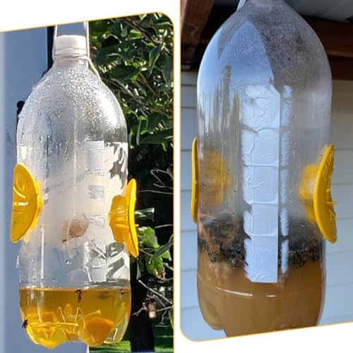 Vue 6 de Gznb Piege Frelon Asiatique