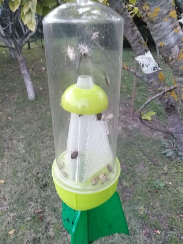 Piege Ecologique Punaises De