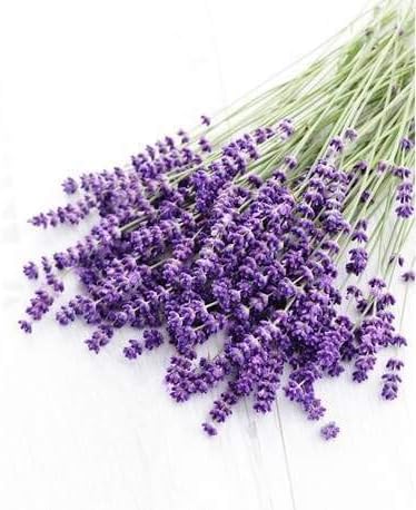 Vue 2 de Lavande Vraie Bio Ml