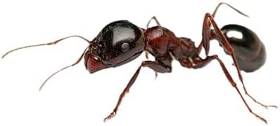 Vue 4 de Bsi Antifourmis Stop Fourmis