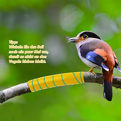 Vue 6 de Bande Glue Arbre