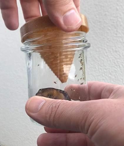 Vue 7 de Frubby Piege Mouches