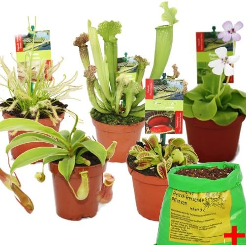 Exotenherz Kit De Demarrage