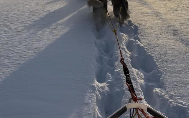 Real Musher — 10 km for experienced drivers