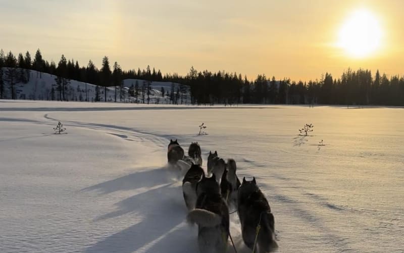 Family & Husky Fun — 2 km ride