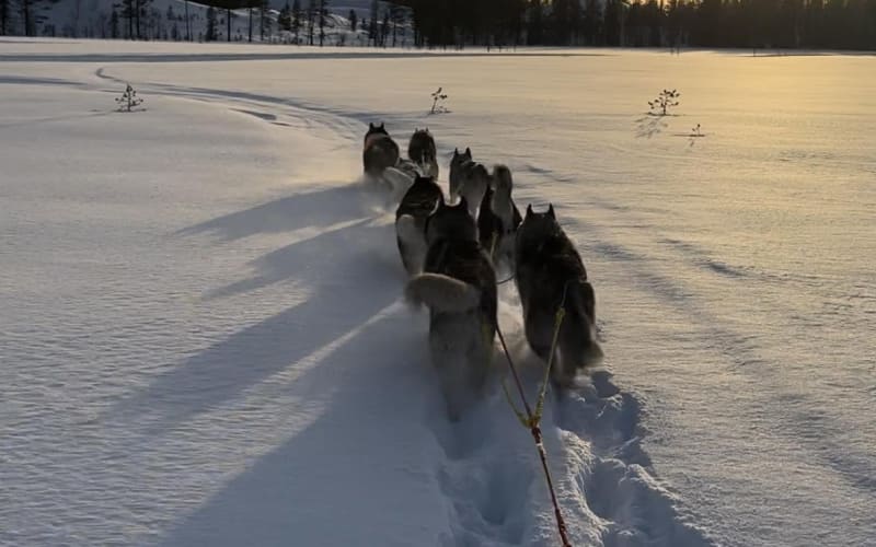 Small Musher — 5 km husky ride