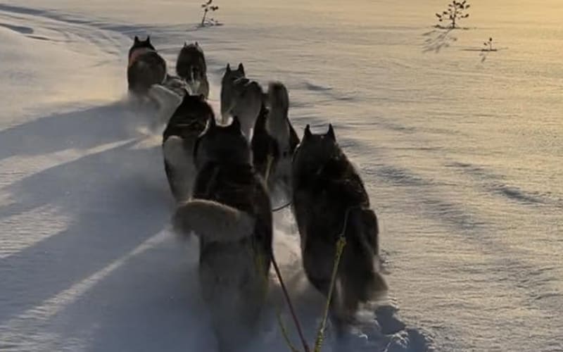 Cuddling with Siberian Huskies — kennel visit