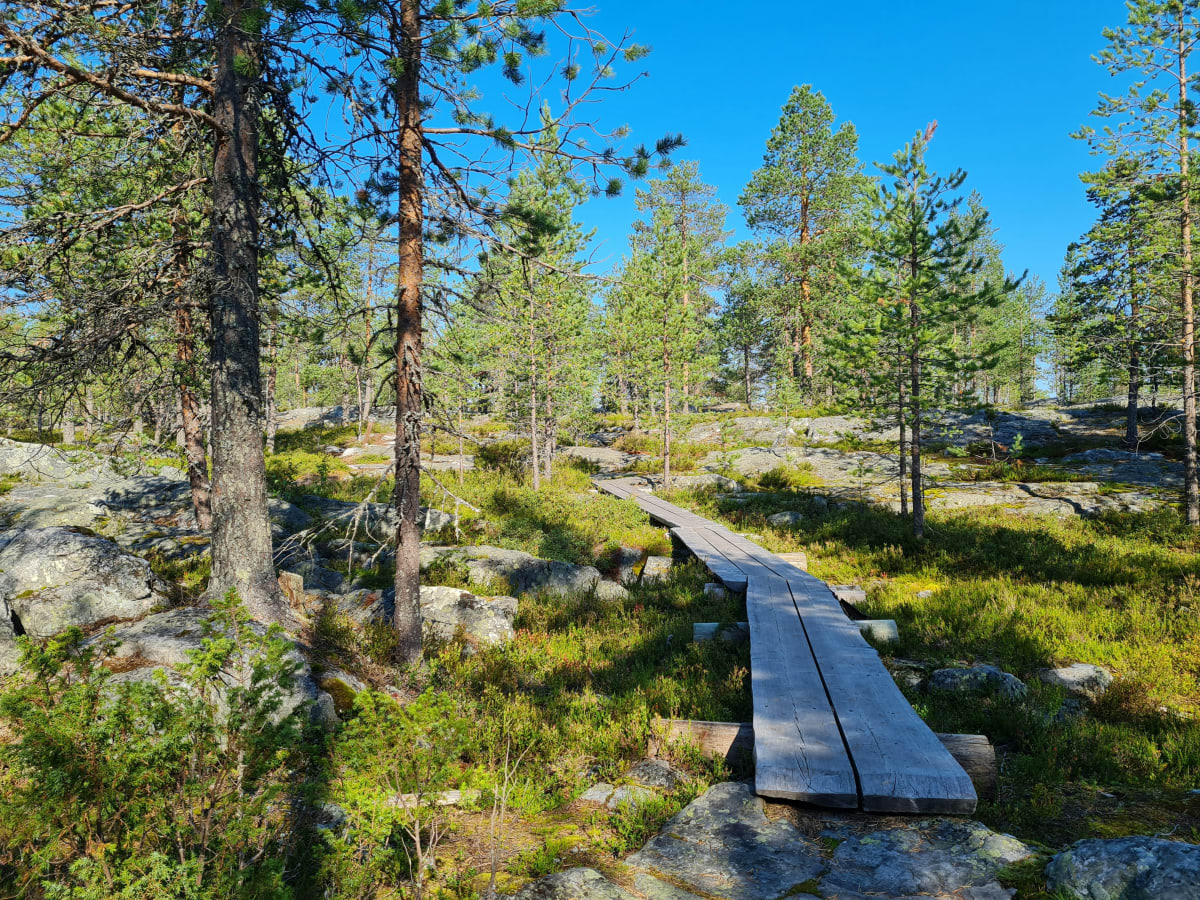 A boardwalk trail through sunlit pine forest near Levi in July