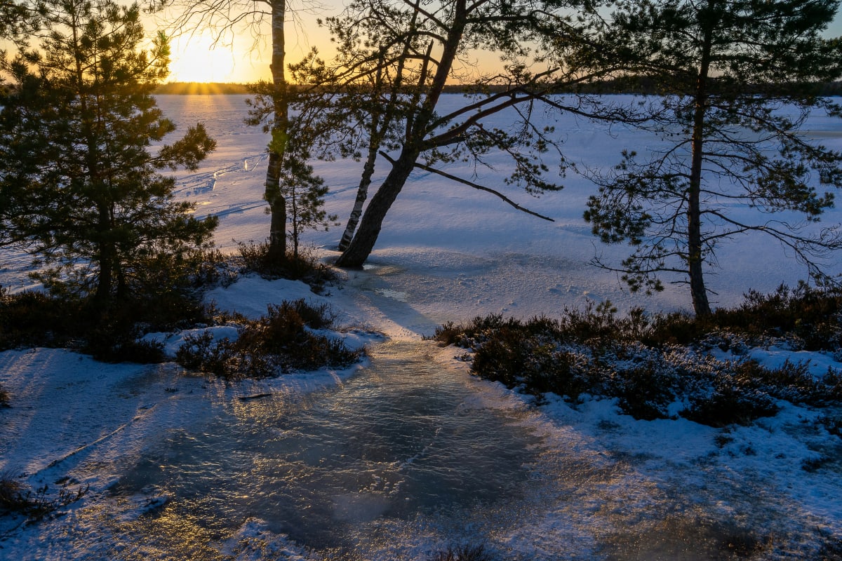 Low November sun through pines over a freezing, snow-dusted mire near Levi