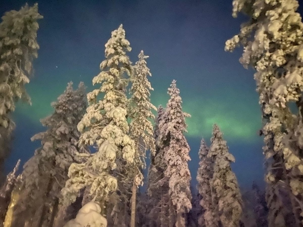 Northern lights over snow-laden spruce trees near Levi on a January night