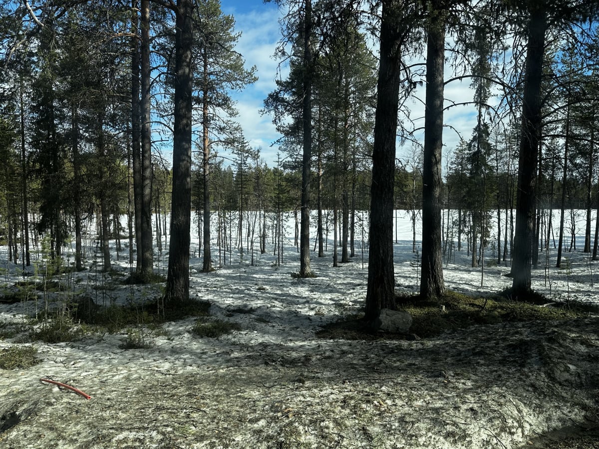 Patchy melting snow across the pine forest floor near Levi in May