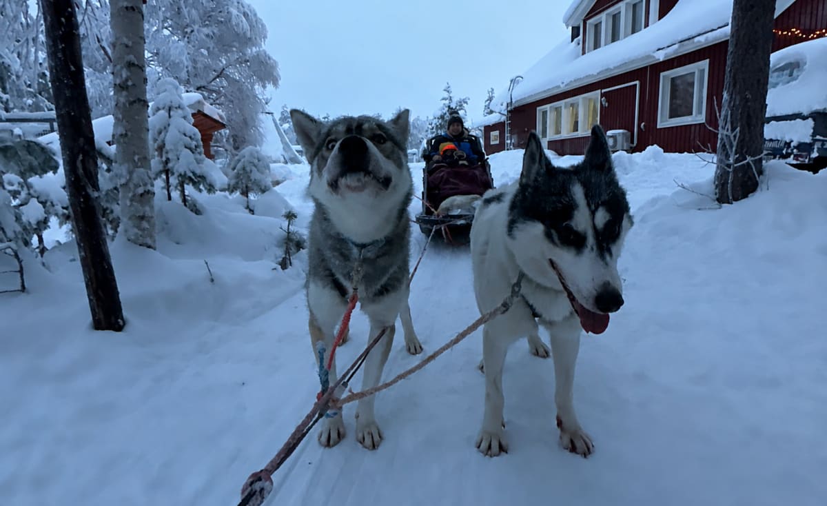 Huskies in harness at the head of a sled outside a red Lapland house