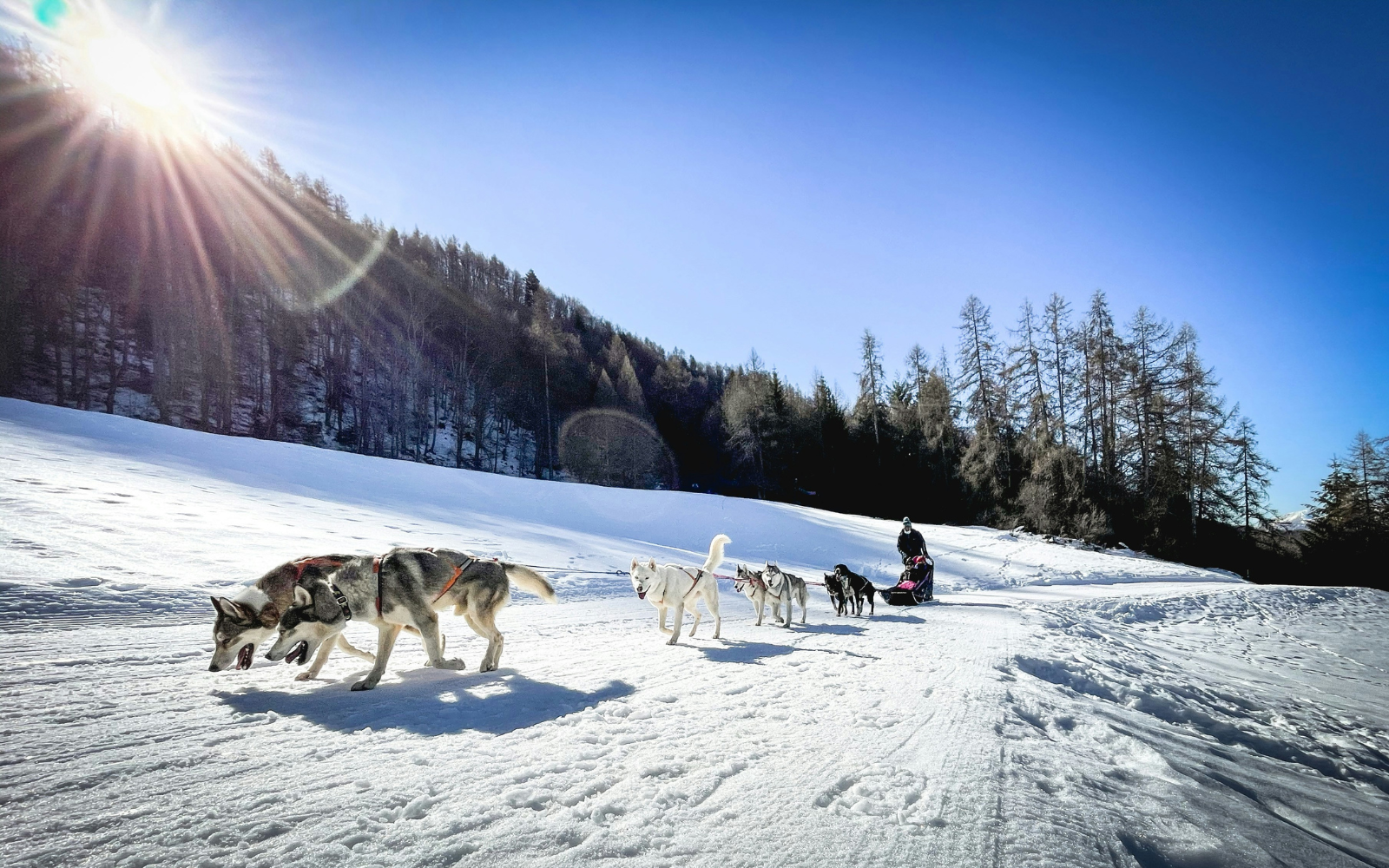 Husky Sledge Safari (1.5km) by Lovimainas
